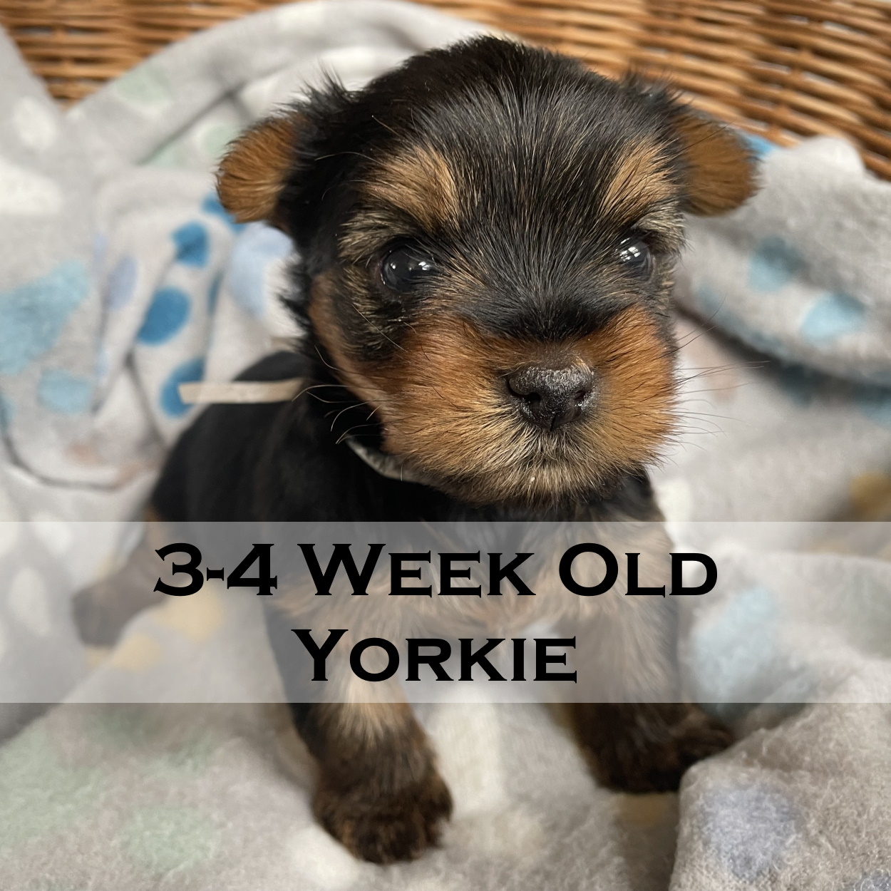 4 week best sale old yorkie puppy