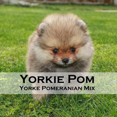 what do you call a yorkie pomeranian mix