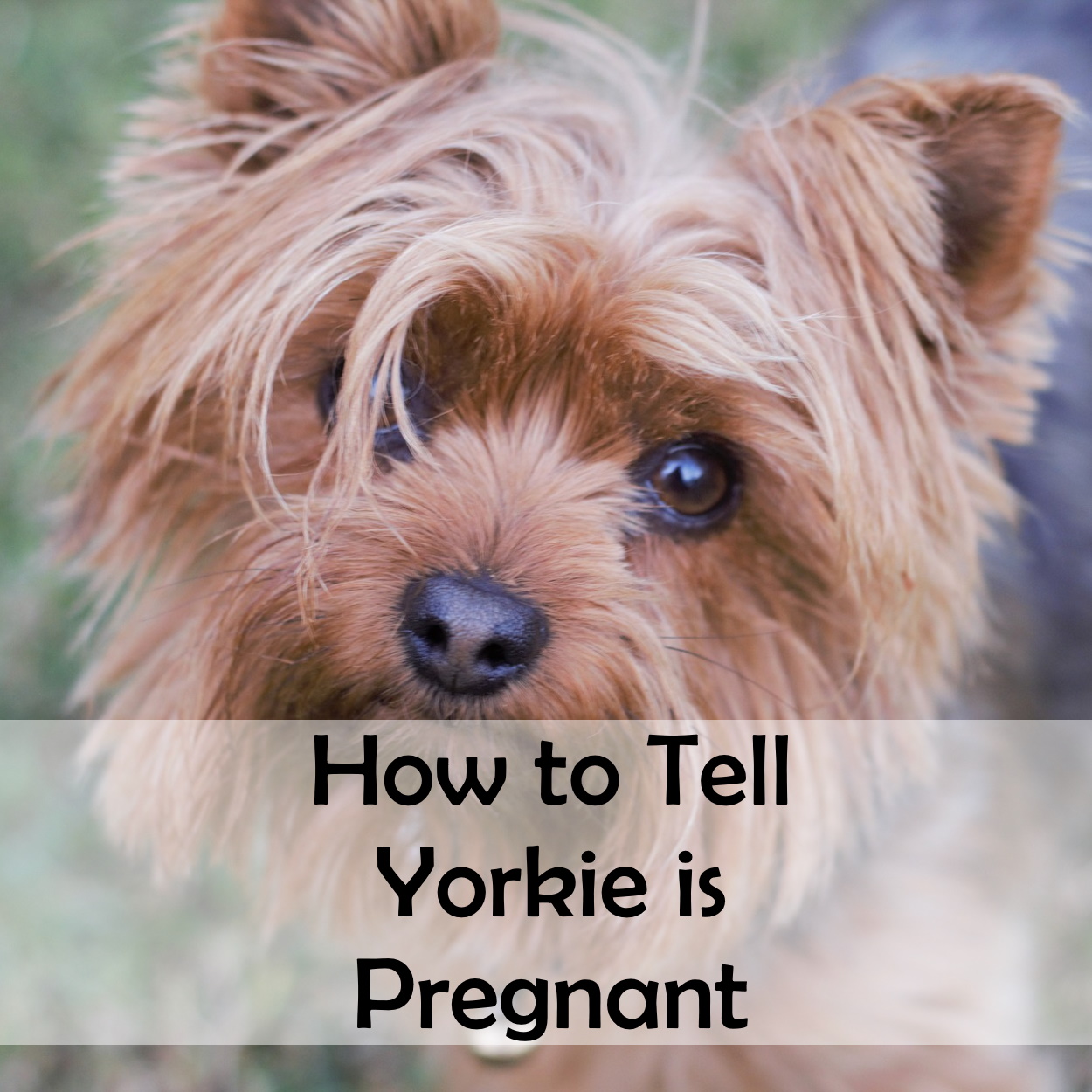 Yorkie Pregnancy – Yorkie Puppy Life