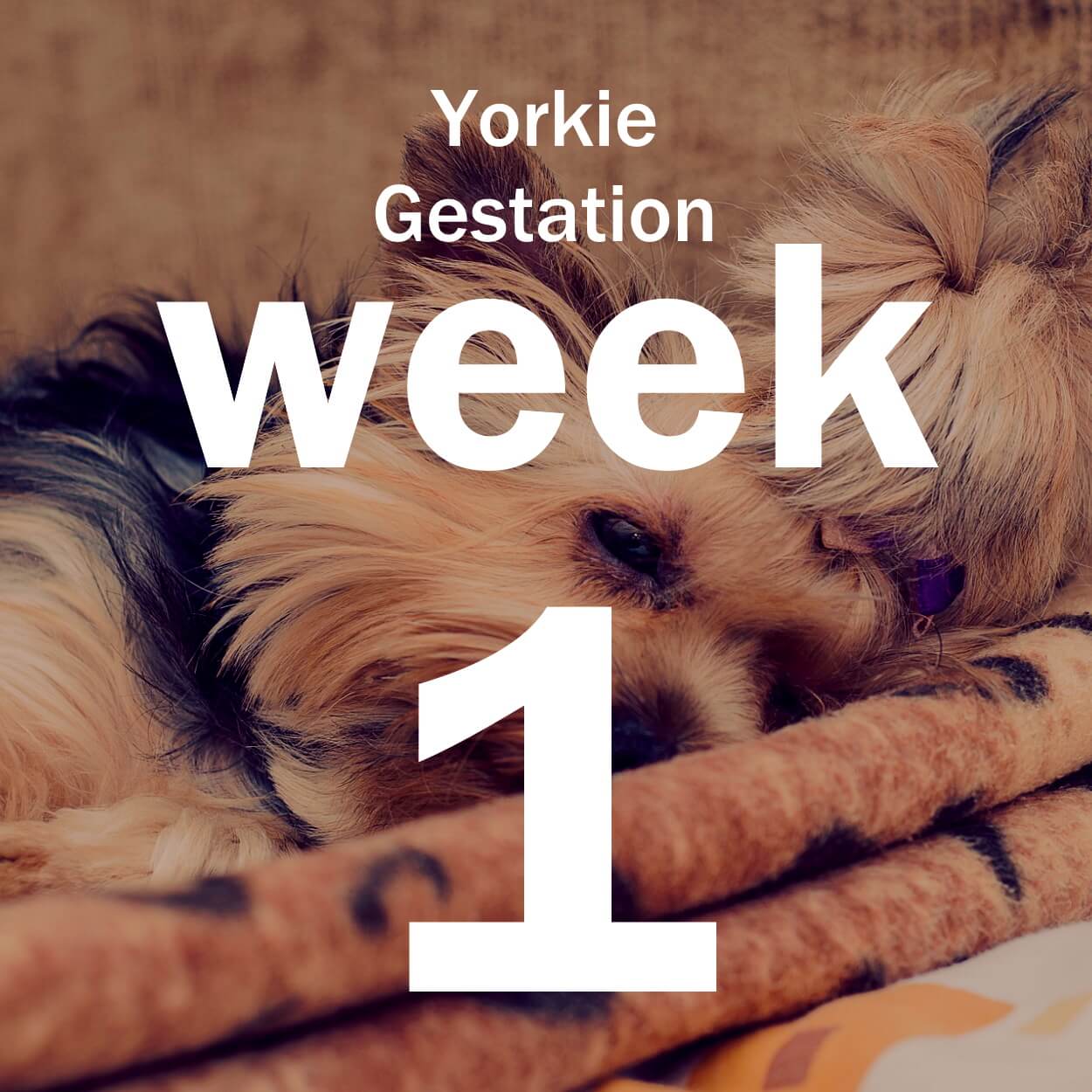 Yorkie Gestation: 9 Week Guide To A Healthy Pregnancy