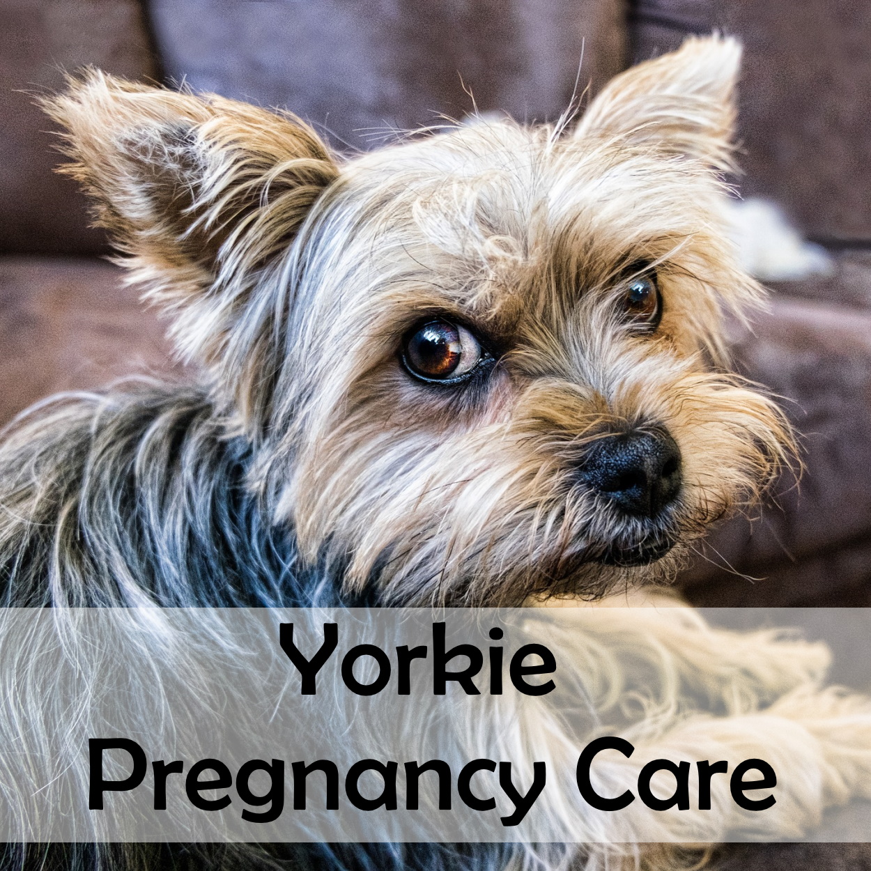 Yorkie Pregnancy Care: Keeping Your Mama Healthy